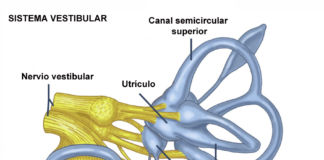 Sistema Vestibular